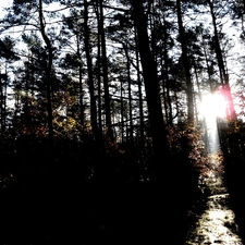 viewes, piercing light, forest, trees, car in the meadow