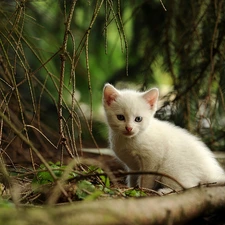 forest, White, cat