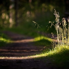 grass, ##, Forest, Path