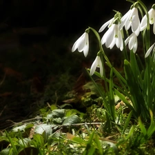 forest, snowdrops, grass