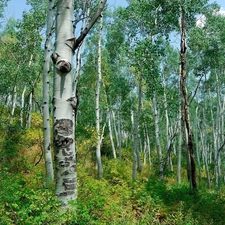 birch, Spring, forest, Hill-side