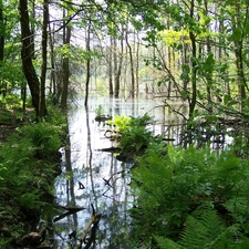 marshland, forest