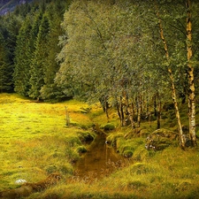 stream, birch, car in the meadow, forest, Meadow