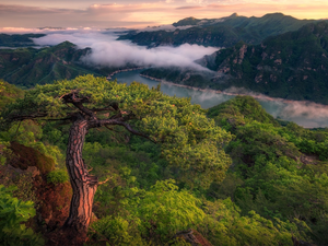 trees, River, pine, forest, Mountains, viewes, Fog