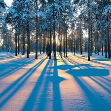 light breaking through sky, winter, forest