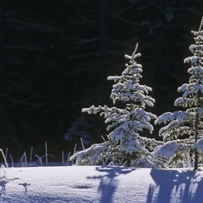 forest, Christmas, snow