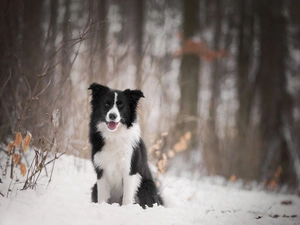 dog, forest, snow, Border Collie
