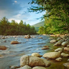 forest, lake, Stones