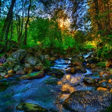 forest, River, Stones