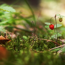 forest, plants, Strawberries