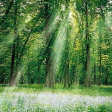 rays of the Sun, Meadow, forest