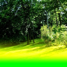 car in the meadow, forest