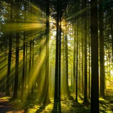 forest, trees, Path, Way, light breaking through sky, viewes