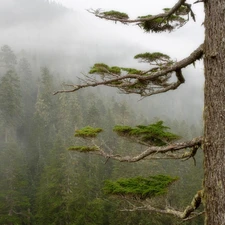 trees, branches, forest, Fog