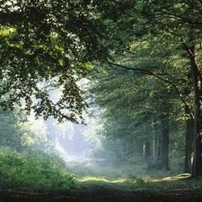 ligh, green ones, viewes, flash, forest, dark, trees, luminosity, sun, Przebijające