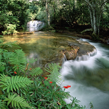 waterfall, forest