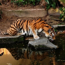 tiger, rocks, forest, watering place