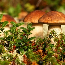 forester, mushrooms, sheathing