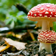 Red toadstool, fleece, forester, mushrooms