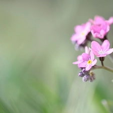 Colourfull Flowers, Pink, forget-me-not