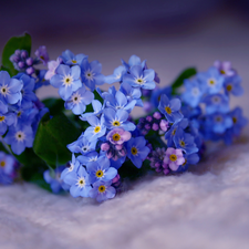 small bunch, forget-me-not