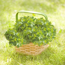 Clovers, basket, four-leaf