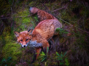 ginger, Moss, Plants, Fox