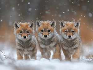 young, fox, snow, Three, winter