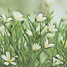 Cerastium, Fractalius