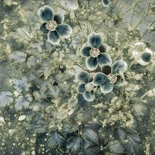 Flowers, Fractalius