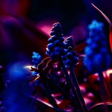 Fractalius, Muscari, Flowers