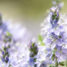 Fractalius, purple, Flowers