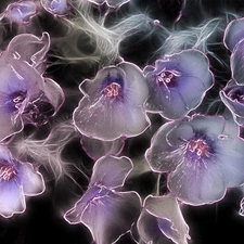 Flowers, Fractalius