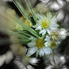 Fractalius, Flowers, Wildflowers