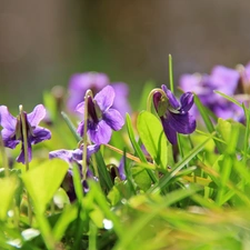 fragrant violets, grass