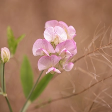 peas, Pink, Flowers, fragrant