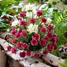 bouquet, Dianthus barbatus, Freesias, flowers