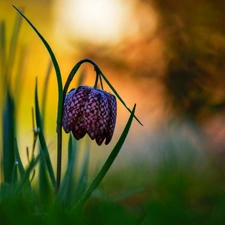 Colourfull Flowers, Fritillaria meleagris