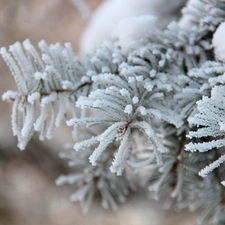 Frost, spruce, rime