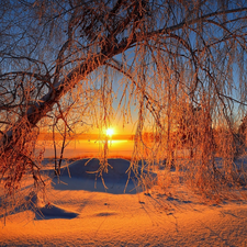 trees, sun, glamour, Sloping, east, snow, White frost