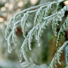 Frost, thuja, winter