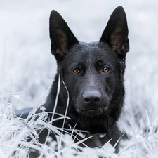 grass, German Shepherd, frosted