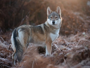 dog, frosty, Plants, German Shepherd