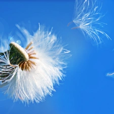 puffball, fructification, dandelion, common