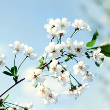 Blossoming, trees, fruit, twig