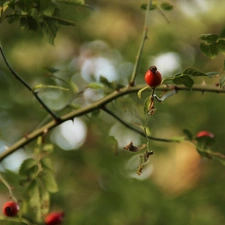 fruit, Bush, Briar