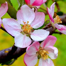 fruit, cherry, trees, viewes, Flowers