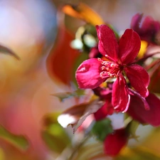 claret, trees, fruit, Flowers