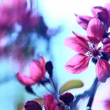 Pink, trees, fruit, Colourfull Flowers