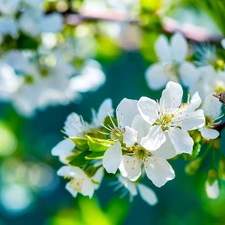 Flowers, viewes, fruit, trees